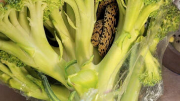 The ladder snake had tucked itself into the crevices of the broccoli