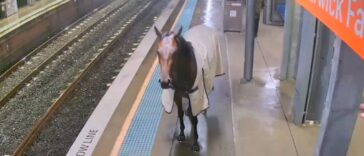An escaped horse on the platform at Warwick Farm station. Pic: Transport for New South Wales