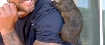 Instagram-famous squirrel Peanut captured by New York state authorities.