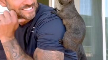 Instagram-famous squirrel Peanut captured by New York state authorities.