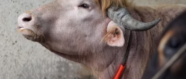 Donald Trump Buffalo Spared From Death in Bangladesh and the Reason Is Wild