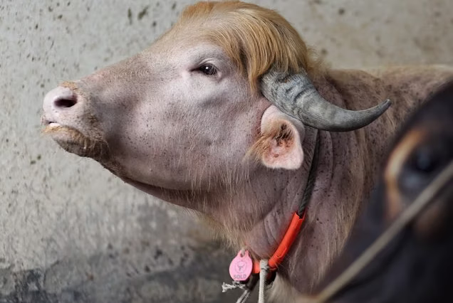 Donald Trump Buffalo Spared From Death in Bangladesh and the Reason Is Wild