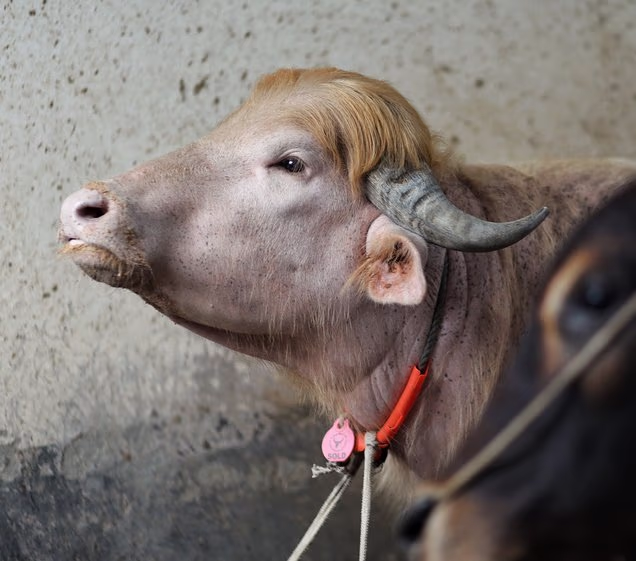 Donald Trump Buffalo Spared From Death in Bangladesh and the Reason Is Wild